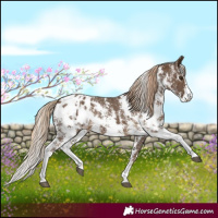Horse Color:Chocolate Palomino Sabino Blanket