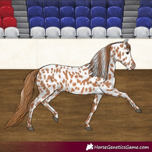 Horse Color:Chestnut Near Leopard