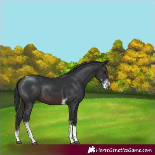 Horse Color:Brown Sabino Tobiano 