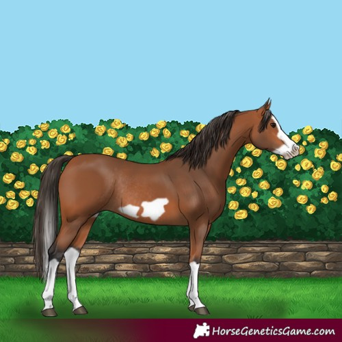 Horse Color:Bay Splash Frame Rabicano