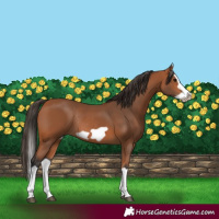 Horse Color:Bay Splash Frame Rabicano 