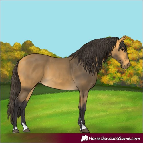 Horse Color:Buckskin 