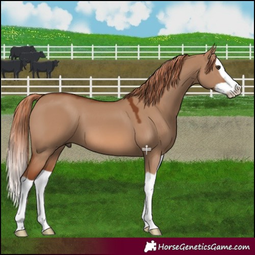 Horse Color:Red Dun Splash