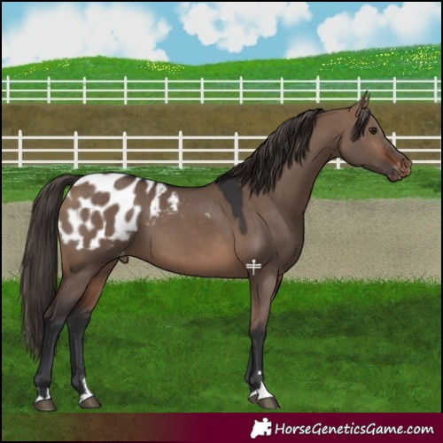 Horse Color:Brown Dun Blanket 