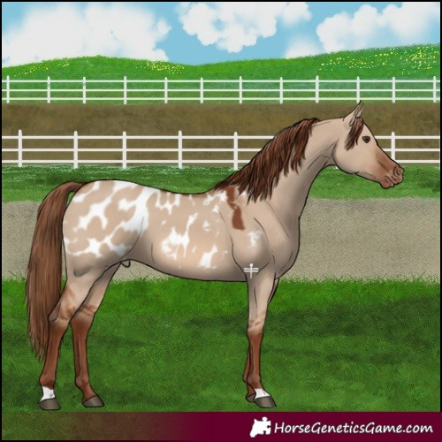 Horse Color:Red Dun Blanket 