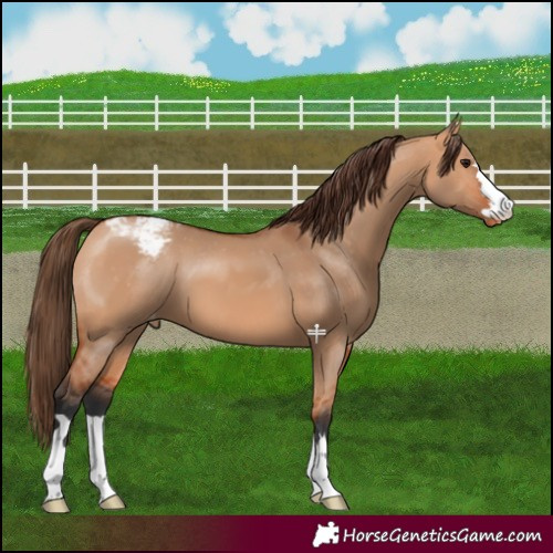 Horse Color:Bay Dun Varnish 