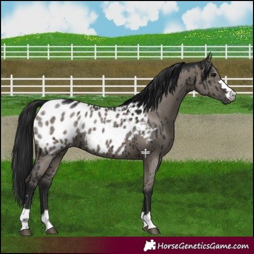 Horse Color:Gray Grullo Appaloosa Brindle 