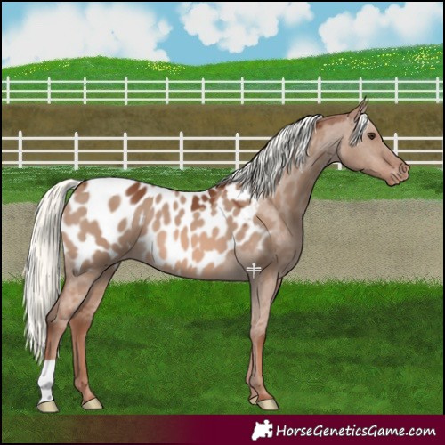 Horse Color:Red Dun Mushroom Blanket 
