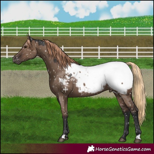 Horse Color:Liver Red Dun Appaloosa 