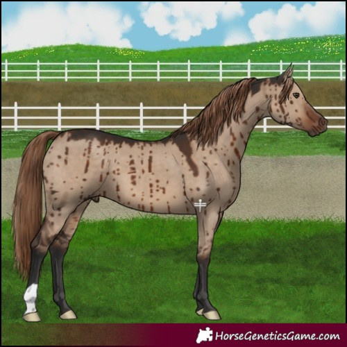 Horse Color:Liver Red Dun Brindle 