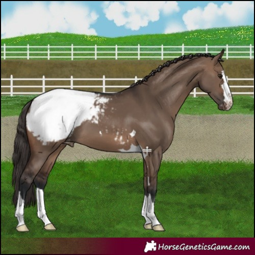 Horse Color:Brown Dun Snowcap 