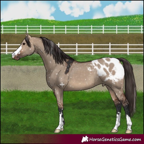 Horse Color:Bay Dun Appaloosa