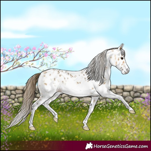 Horse Color:Buckskin Sabino Near Leopard