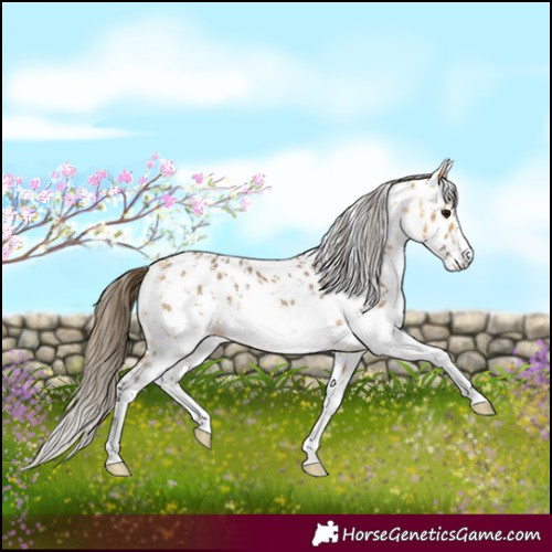 Horse Color:Buckskin Sabino Appaloosa 
