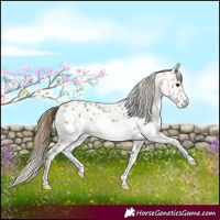 Horse Color:Buckskin Sabino Near Leopard 