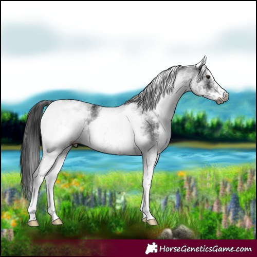 Horse Color:Gray White Spotted Smoky Black 
