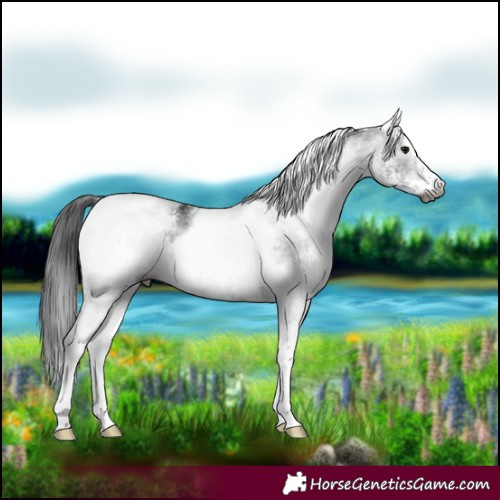 Horse Color:Gray White Spotted Smoky Black 