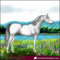 Horse Color:Gray White Spotted Smoky Black