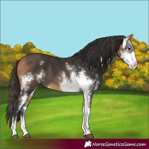 Horse Color:Buckskin Sabino 