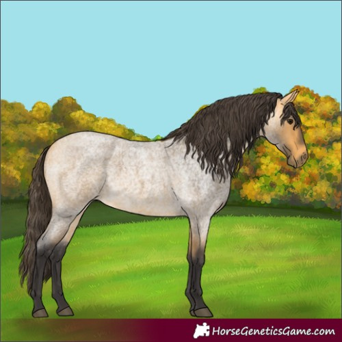 Horse Color:Buckskin Roan 