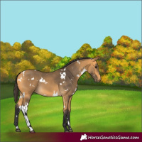 Horse Color:White Spotted Buckskin 