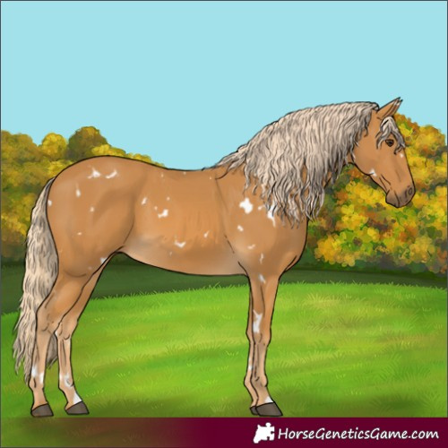 Horse Color:White Spotted Palomino 