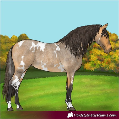 Horse Color:White Spotted Buckskin Roan