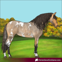 Horse Color:White Spotted Buckskin Roan