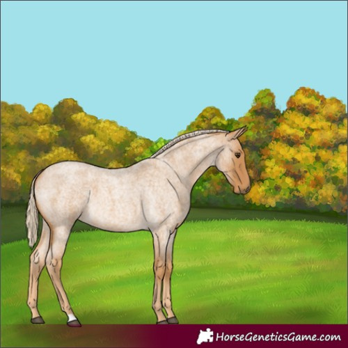 Horse Color:Palomino Roan