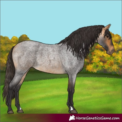 Horse Color:Buckskin Roan 