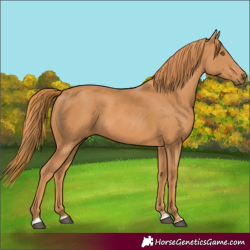 Horse Color:Chestnut 