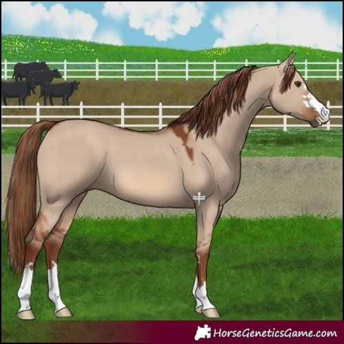 Horse Color:Red Dun