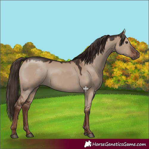 Horse Color:Liver Red Dun 