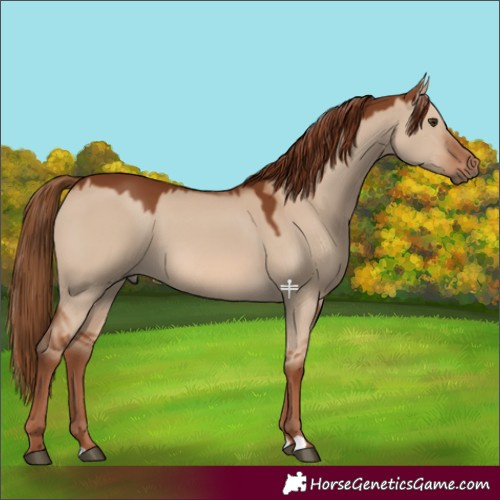 Horse Color:Red Dun 