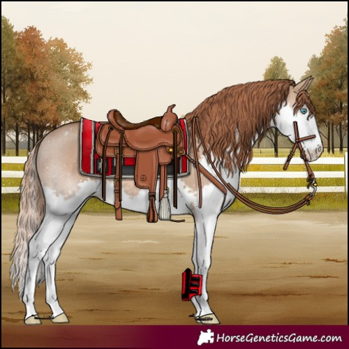 Horse Color:Red Dun Splash 