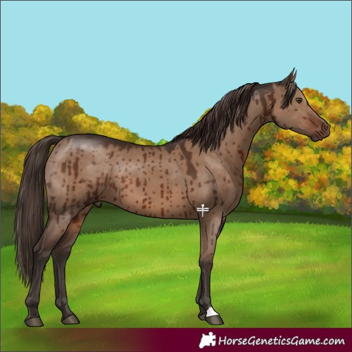 Horse Color:Liver Red Dun Brindle 