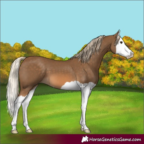 Horse Color:Chocolate Palomino Splash