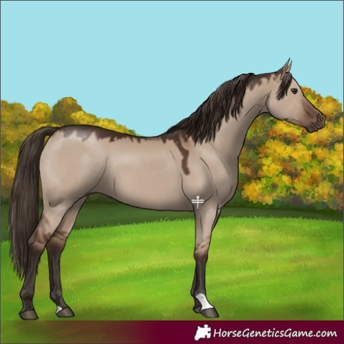 Horse Color:Liver Red Dun 
