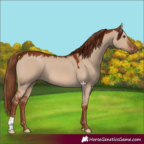 Horse Color:Red Dun 