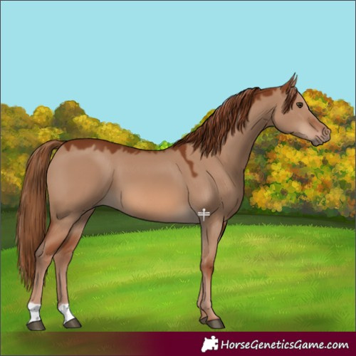 Horse Color:Red Dun 