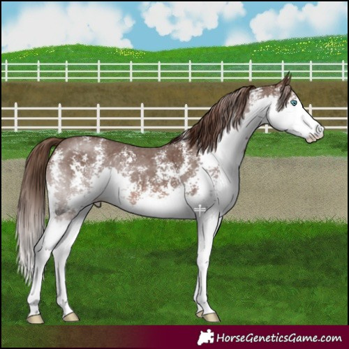Horse Color:Liver Chestnut Sabino Splash 