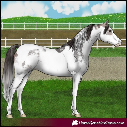Horse Color:Brown Sabino Splash Tobiano 