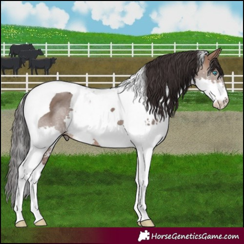 Horse Color:Brown Dun Splash Tobiano 