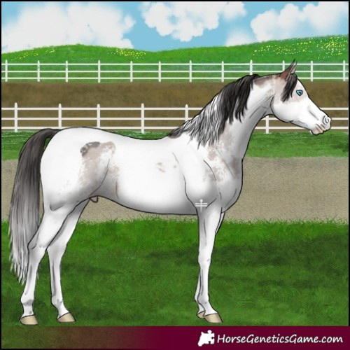 Horse Color:Brown Dun Mushroom Sabino Splash Tobiano 