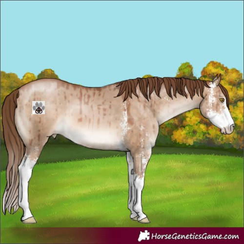 Horse Color:Brown Pearl Dun Sabino Brindle 