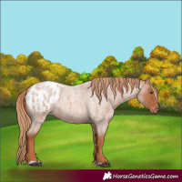 Horse Color:Unknown 