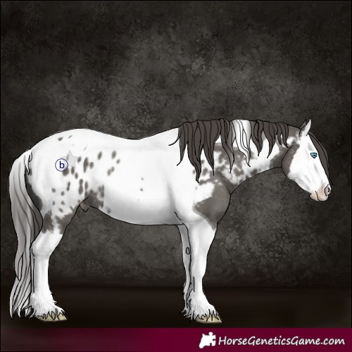 Horse Color:Grullo Splash Tobiano Appaloosa Rabicano