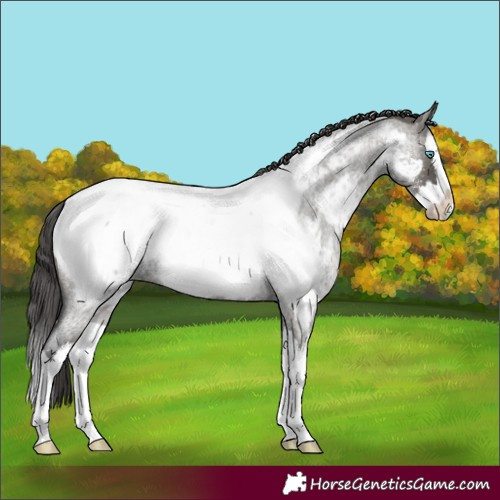 Horse Color:Grullo Roan Splash Appaloosa Rabicano 