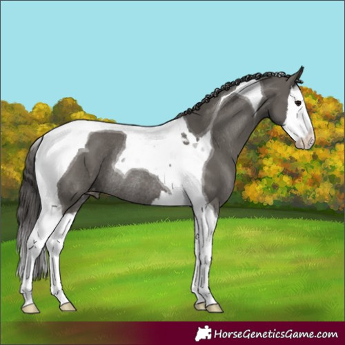 Horse Color:Grullo Splash Tobiano Appaloosa Rabicano 