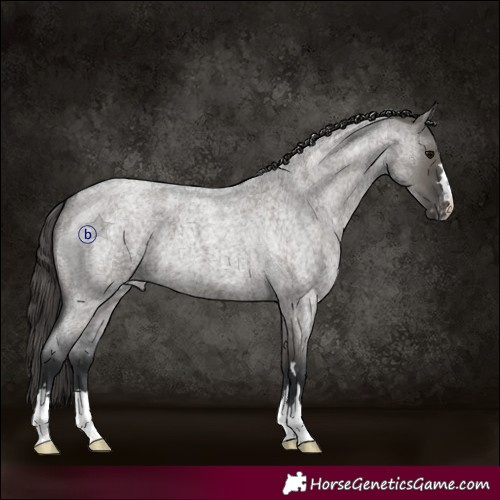Horse Color:Grullo Roan Appaloosa 